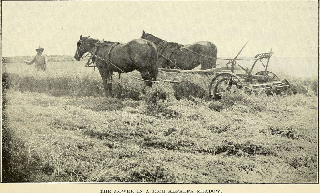 Alfalfa farming in America