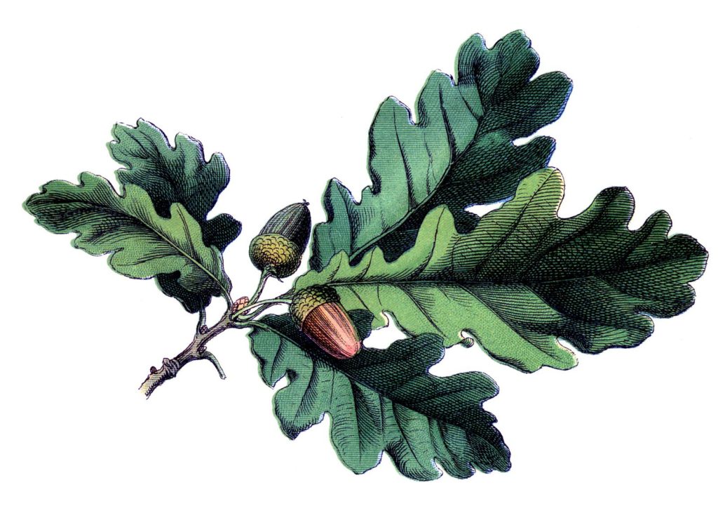 Oak