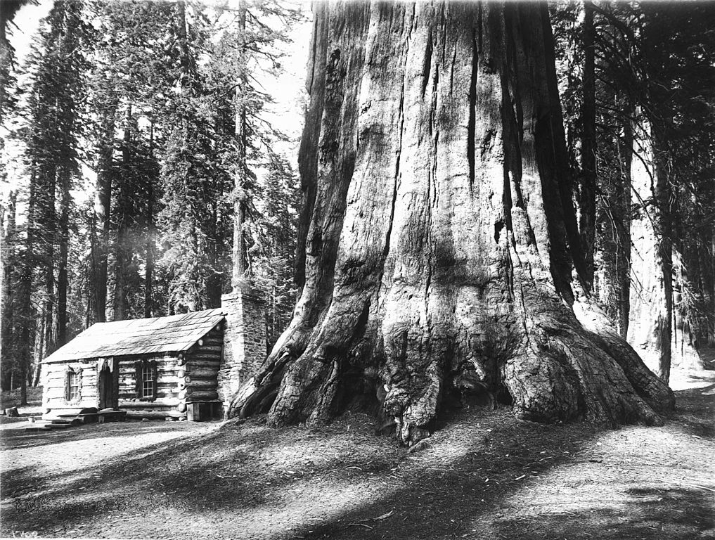 A log cabin dwarfed by a Big Tree in Mariposa Grove in Yosemite National Park, ca.1920